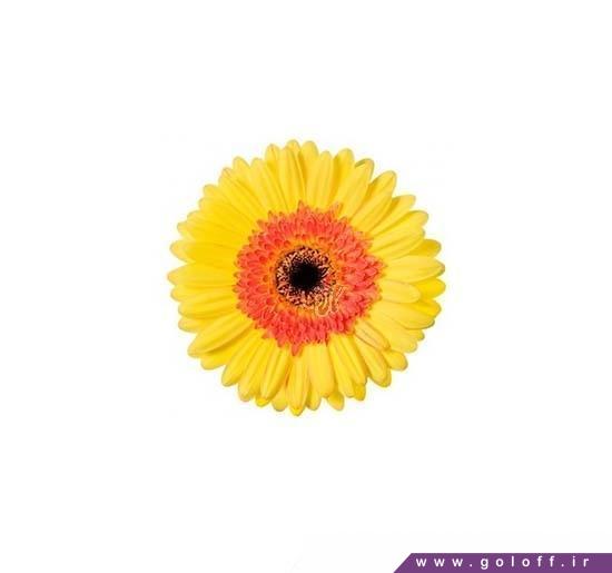 گل ژربرا تری بلا - Gerbera | گل آف